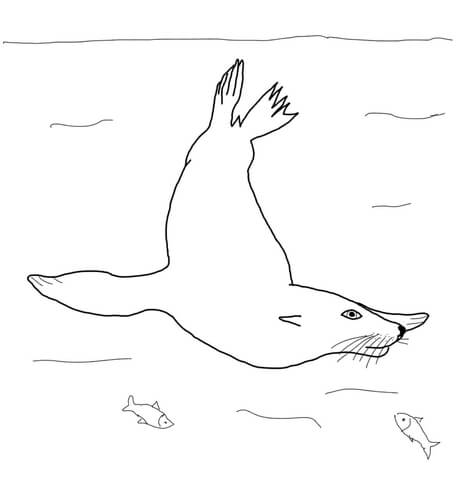 California Sea Lion Swimming Underwater Coloring Page